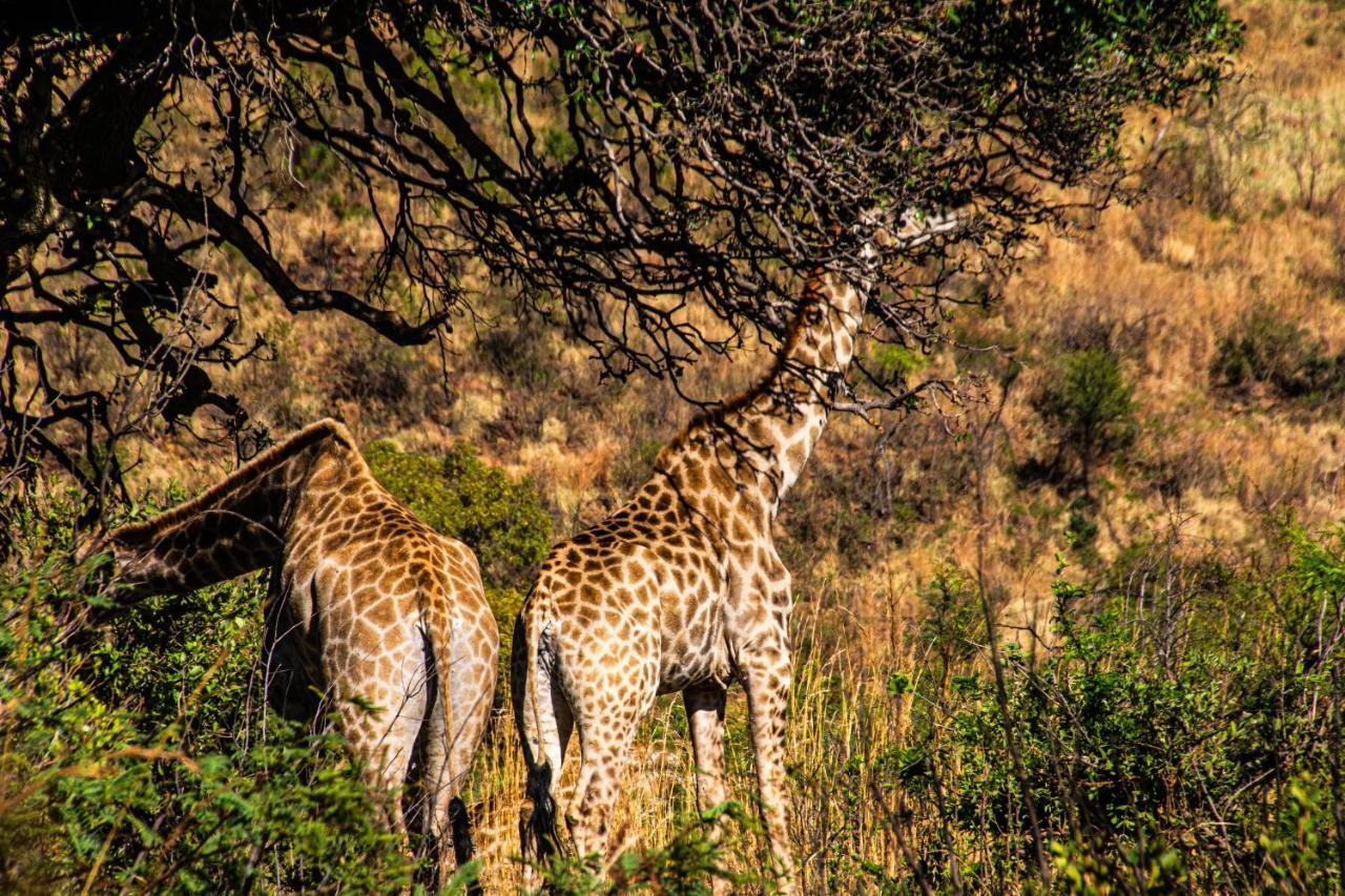 Tented Adventures Pilanesberg Exterior foto